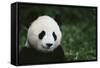 Giant Panda in the Forest-DLILLC-Framed Stretched Canvas