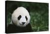 Giant Panda in the Forest-DLILLC-Stretched Canvas