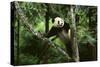 Giant Panda in the Forest-DLILLC-Stretched Canvas