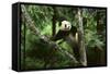 Giant Panda in the Forest-DLILLC-Framed Stretched Canvas