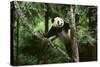 Giant Panda in the Forest-DLILLC-Stretched Canvas