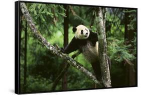 Giant Panda in the Forest-DLILLC-Framed Stretched Canvas