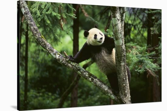 Giant Panda in the Forest-DLILLC-Stretched Canvas