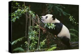 Giant Panda in the Forest-DLILLC-Stretched Canvas