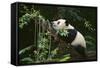 Giant Panda in the Forest-DLILLC-Framed Stretched Canvas