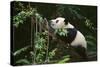 Giant Panda in the Forest-DLILLC-Stretched Canvas