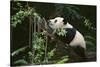 Giant Panda in the Forest-DLILLC-Stretched Canvas