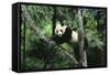 Giant Panda in the Forest-DLILLC-Framed Stretched Canvas