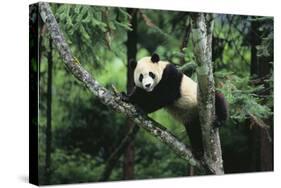 Giant Panda in the Forest-DLILLC-Stretched Canvas