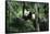 Giant Panda in the Forest-DLILLC-Framed Stretched Canvas