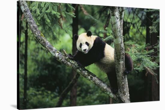 Giant Panda in the Forest-DLILLC-Stretched Canvas