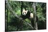 Giant Panda in the Forest-DLILLC-Stretched Canvas