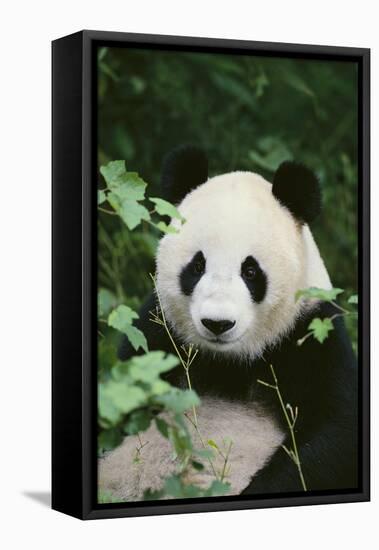 Giant Panda in the Forest-DLILLC-Framed Stretched Canvas