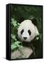 Giant Panda in the Forest-DLILLC-Framed Stretched Canvas