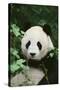 Giant Panda in the Forest-DLILLC-Stretched Canvas