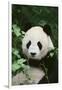 Giant Panda in the Forest-DLILLC-Framed Premium Photographic Print