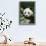 Giant Panda in the Forest-DLILLC-Framed Premium Photographic Print displayed on a wall