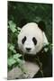 Giant Panda in the Forest-DLILLC-Mounted Premium Photographic Print