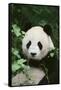 Giant Panda in the Forest-DLILLC-Framed Stretched Canvas