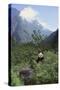 Giant Panda in the Forest-DLILLC-Stretched Canvas