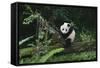 Giant Panda in the Forest-DLILLC-Framed Stretched Canvas