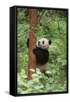 Giant Panda in the Forest-DLILLC-Framed Stretched Canvas