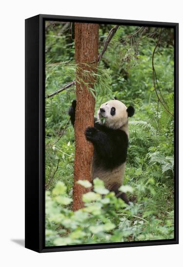 Giant Panda in the Forest-DLILLC-Framed Stretched Canvas