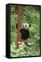 Giant Panda in the Forest-DLILLC-Framed Stretched Canvas