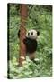 Giant Panda in the Forest-DLILLC-Stretched Canvas