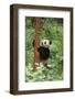 Giant Panda in the Forest-DLILLC-Framed Photographic Print