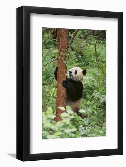 Giant Panda in the Forest-DLILLC-Framed Photographic Print