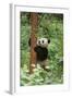 Giant Panda in the Forest-DLILLC-Framed Photographic Print