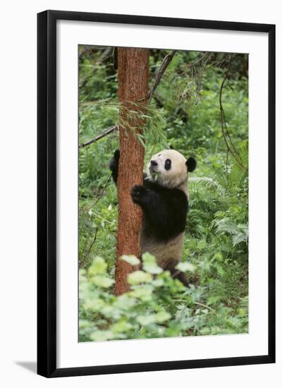 Giant Panda in the Forest-DLILLC-Framed Photographic Print