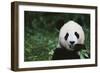 Giant Panda in the Forest-DLILLC-Framed Photographic Print