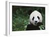 Giant Panda in the Forest-DLILLC-Framed Photographic Print