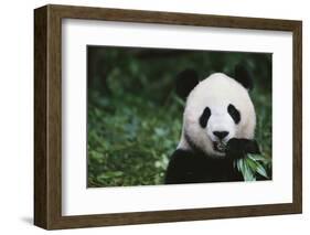 Giant Panda in the Forest-DLILLC-Framed Photographic Print