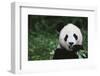 Giant Panda in the Forest-DLILLC-Framed Photographic Print