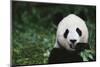 Giant Panda in the Forest-DLILLC-Mounted Photographic Print