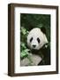 Giant Panda in the Forest-DLILLC-Framed Photographic Print