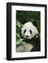 Giant Panda in the Forest-DLILLC-Framed Photographic Print