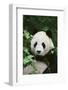 Giant Panda in the Forest-DLILLC-Framed Photographic Print