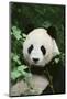 Giant Panda in the Forest-DLILLC-Mounted Photographic Print