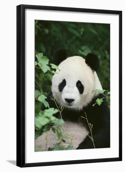 Giant Panda in the Forest-DLILLC-Framed Photographic Print