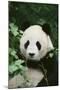 Giant Panda in the Forest-DLILLC-Mounted Photographic Print