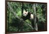 Giant Panda in the Forest-DLILLC-Framed Photographic Print