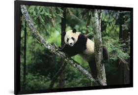 Giant Panda in the Forest-DLILLC-Framed Photographic Print