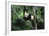 Giant Panda in the Forest-DLILLC-Framed Photographic Print