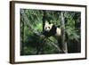 Giant Panda in the Forest-DLILLC-Framed Photographic Print