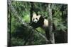 Giant Panda in the Forest-DLILLC-Mounted Photographic Print