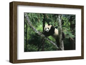 Giant Panda in the Forest-DLILLC-Framed Photographic Print